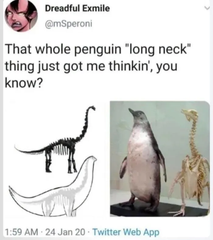 A tweet and diagram about penguin anatomy shared in a collection of bird memes.
