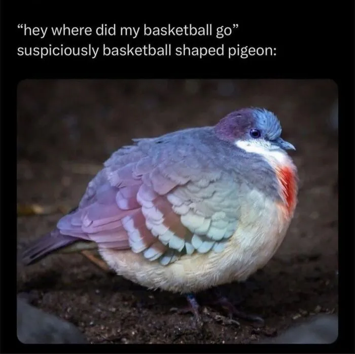 Round colorful pigeon featured in hilarious bird memes about looking like a basketball.