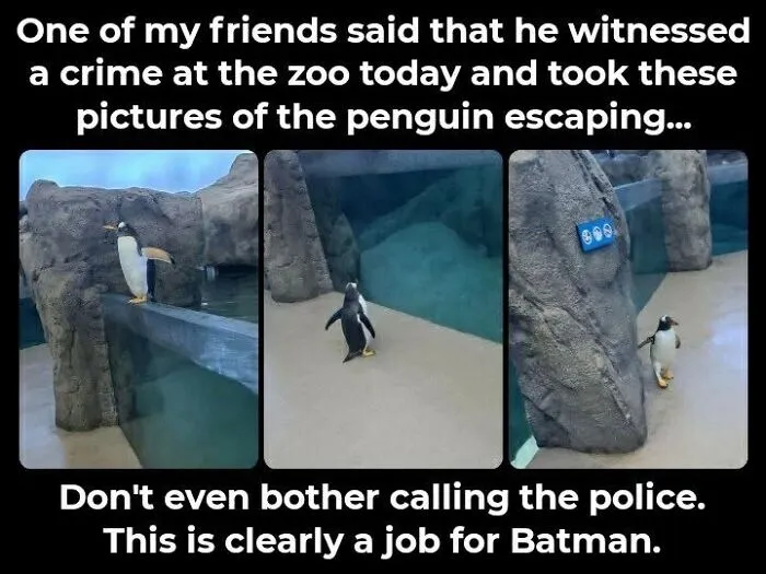 Three-panel bird memes post showing a penguin escaping its zoo enclosure.
