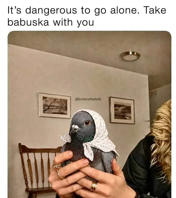 Funny bird memes with a pigeon wearing a small babushka headscarf held gently in someone hands.