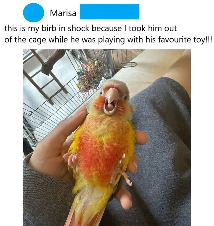 Humorous bird memes showing a small yellow and orange parrot looking shocked while being held in a hand.