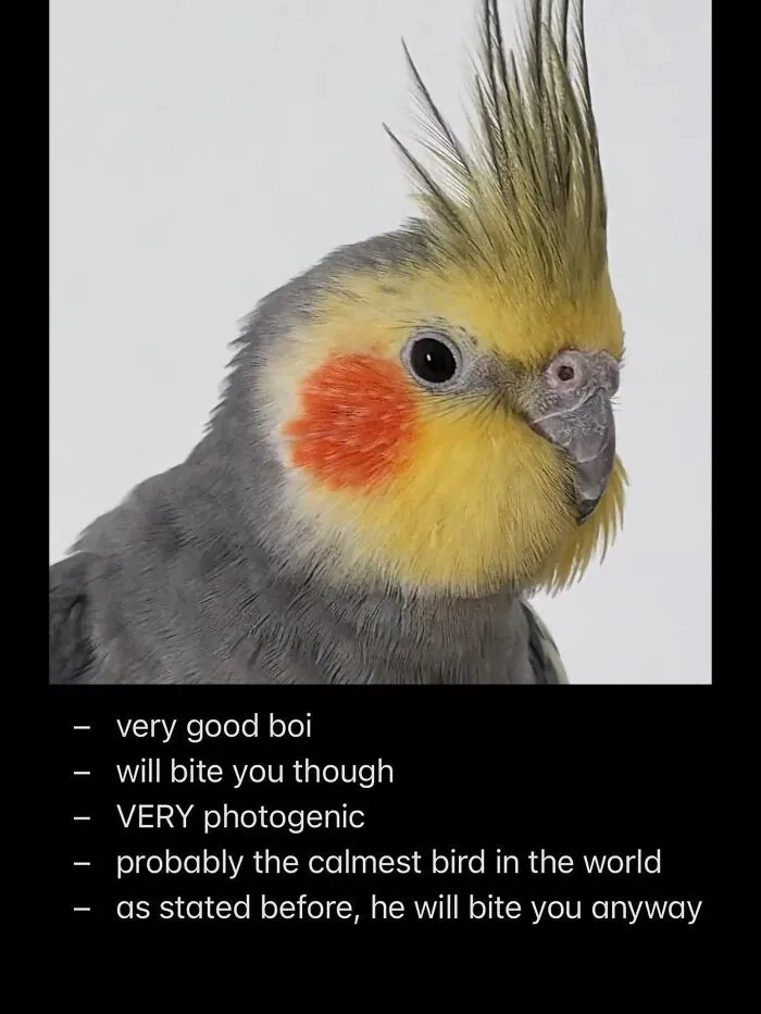Funny bird memes post featuring a cockatiel with a checklist about its photogenic yet snappy personality.