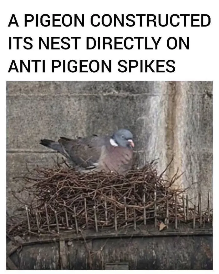 Funny bird memes showing a defiant pigeon nesting directly on top of metal anti-pigeon spikes.