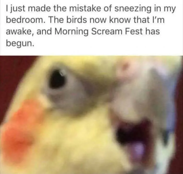 Hilarious bird memes featuring a screaming cockatiel face close up after its owner sneezed.