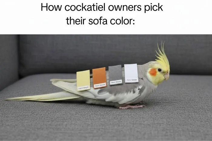 Hilarious bird memes with fabric color swatches placed on a cockatiel to match grey sofa upholstery