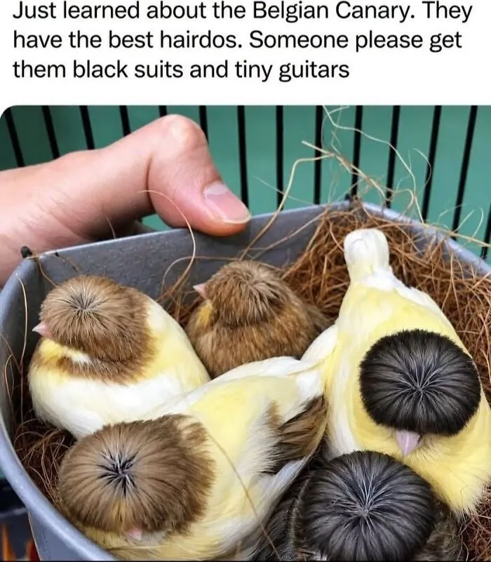 Cute bird memes featuring Belgian canary chicks with bowl cut styled feathers sitting together in a nest