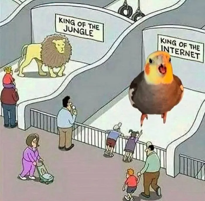 Funny bird memes comic showing a cockatiel labeled King of the Internet in a zoo enclosure next to a lion