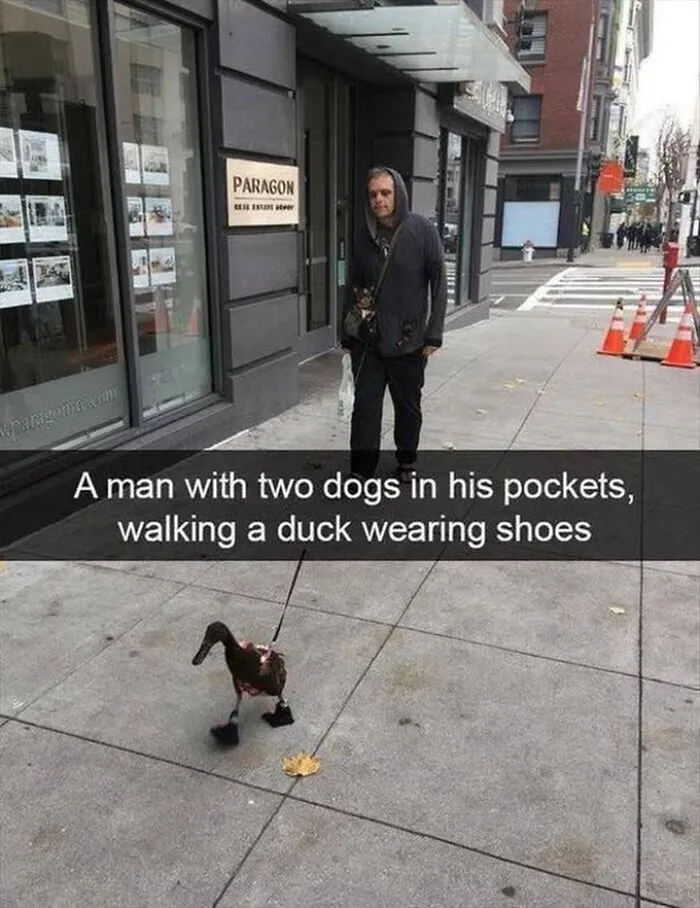 Amusing bird meme with a man walking a duck wearing tiny shoes on a sidewalk.