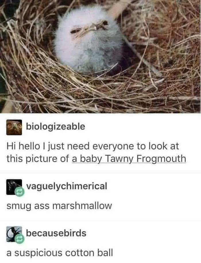 Cute bird meme displaying a fluffy baby Tawny Frogmouth sitting in a nest.