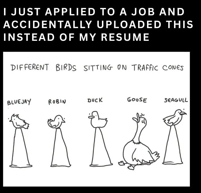 Humorous bird memes drawing of different species perched on traffic cones presented as a job resume