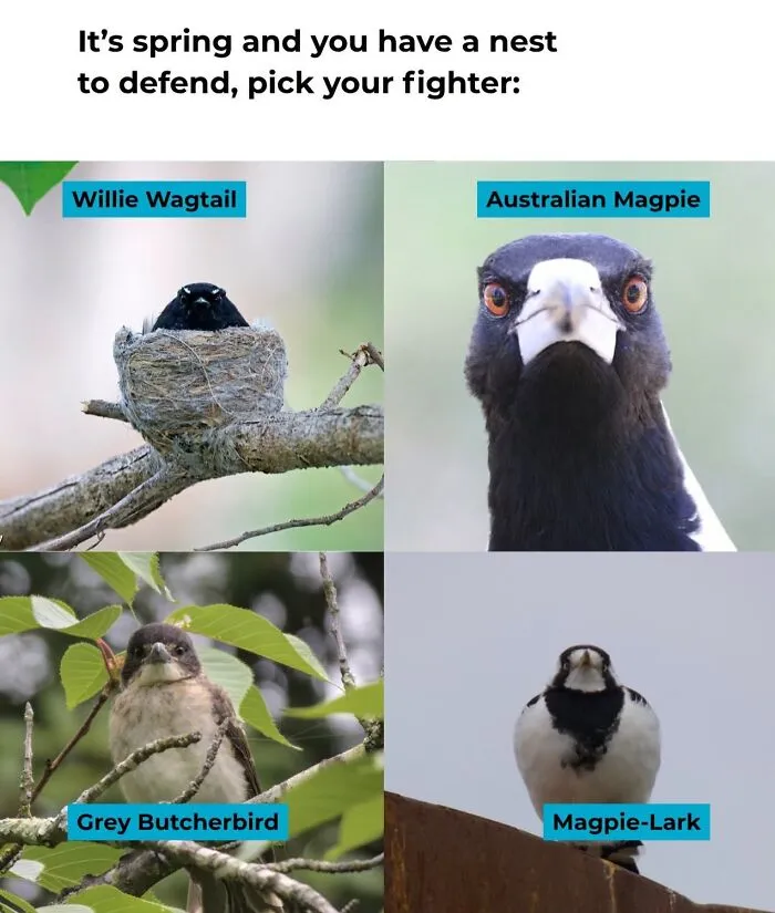 Four bird photos arranged in a grid for a nest defense pick your fighter bird memes post.