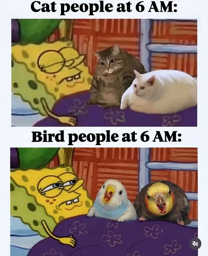 Relatable bird meme contrasting calm cats with loud chirping parrots in bed at 6 AM.
