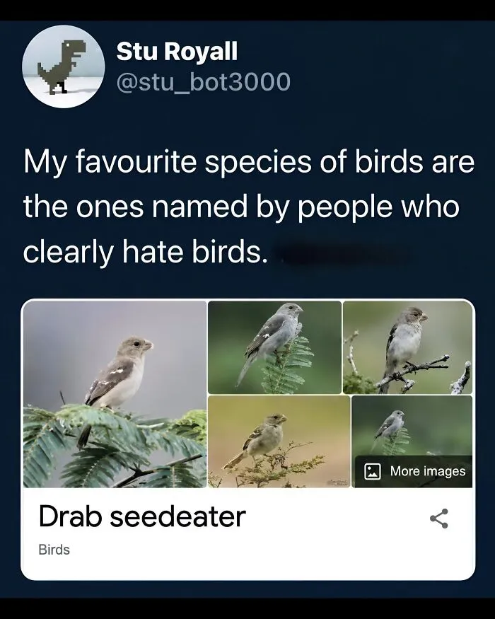 A funny tweet featured in bird memes about a species named Drab seedeater.