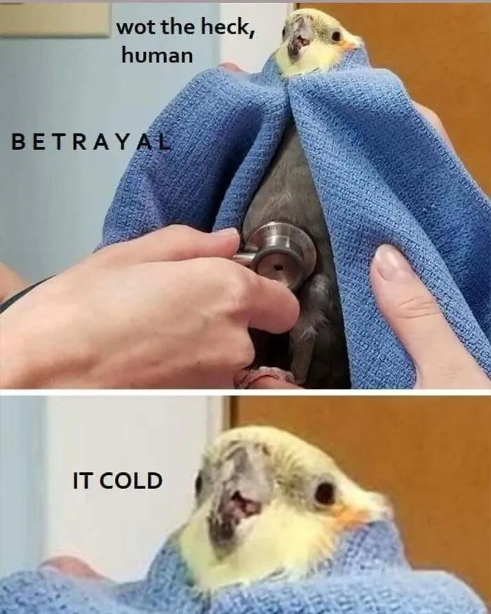 A small parrot wrapped in a towel getting checked with a cold stethoscope from bird memes.