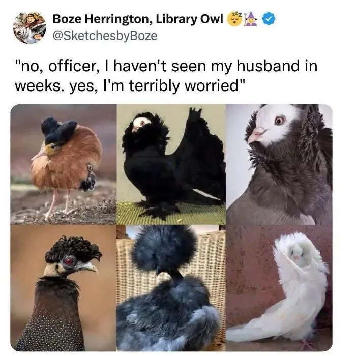 Collage of dramatic birds with extravagant feathers shown in funny bird memes about rich widows.