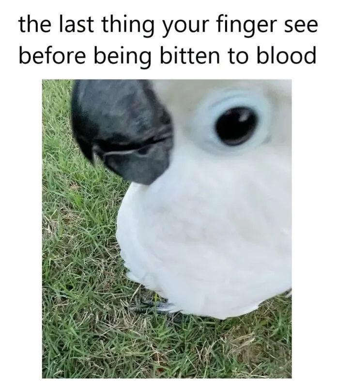 Hilarious bird meme showing an intense close-up of a cockatoo looking at a finger.