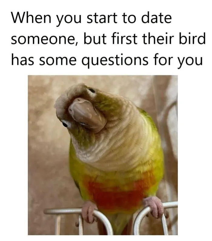 Funny bird meme featuring a green parakeet tilting its head inquisitively.