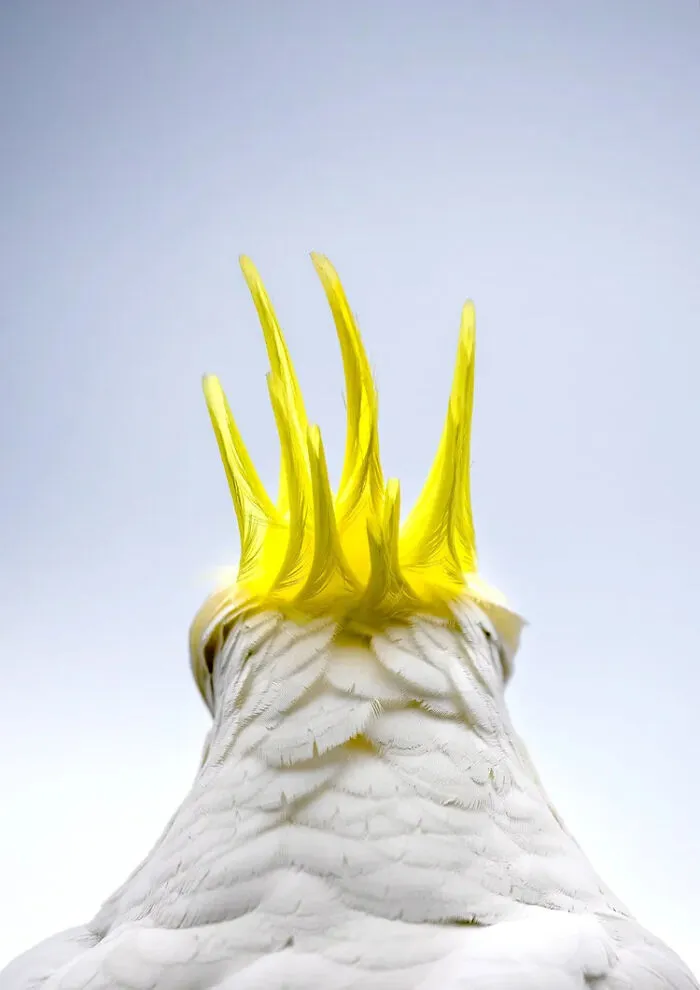 Close-up back view of a white cockatoo bird showing its bright yellow crest, from BirdLife Australia Photography Awards.