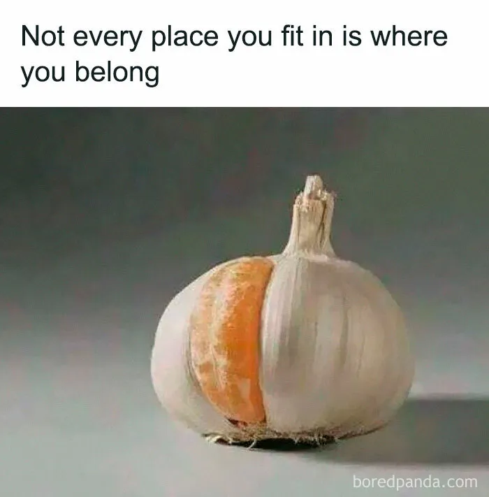 An orange slice inside a garlic bulb, showing why some introverts feel like they do not fit in.