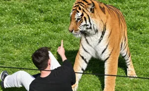 New Witness Accounts Reveal Chilling Details Surrounding Man’s Final Moments At Tiger Enclosure