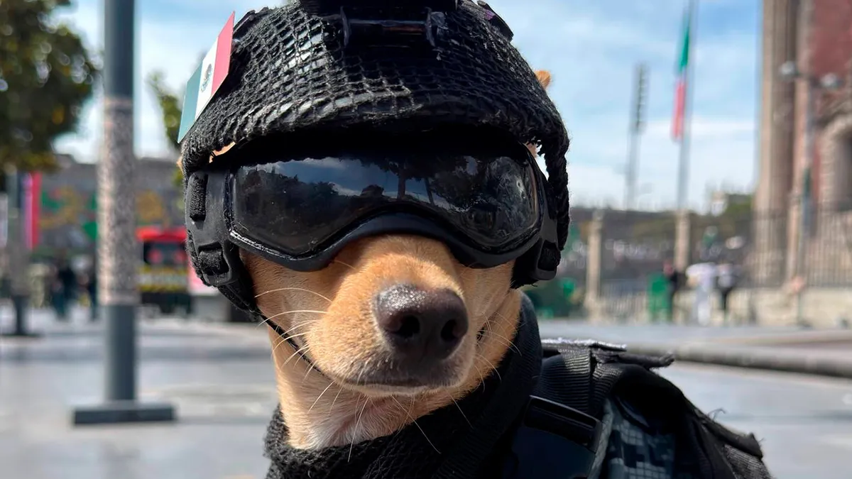 A Tiny Chihuahua Joins Mexico’s National Guard And Is Already Stealing Hearts