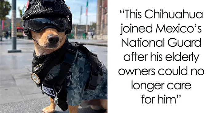 A Tiny Chihuahua Joins Mexico’s National Guard And Is Already Stealing Hearts