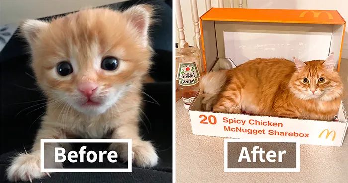 38 Before-And-After Photos Of Kittens Who Took ‘Growing Up’ Very Seriously