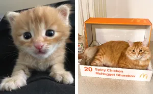 38 Before-And-After Photos Of Kittens Who Took ‘Growing Up’ Very Seriously