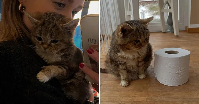 This Adorable Cat Stayed Kitten-Sized His Entire Life And Surprised Everyone By Living To 14
