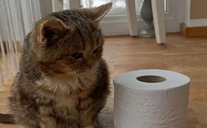 This Adorable Cat Stayed Kitten-Sized His Entire Life And Surprised Everyone By Living To 14
