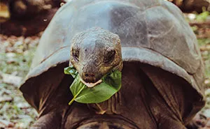 These Giant Tortoises On A Remote Seychelles Atoll Are Part Of A Remarkable Conservation Success