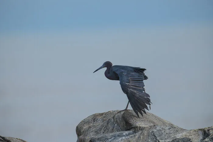 Dark bird perched on a rock against a gloomy sky, fitting the theme of scariest true stories.