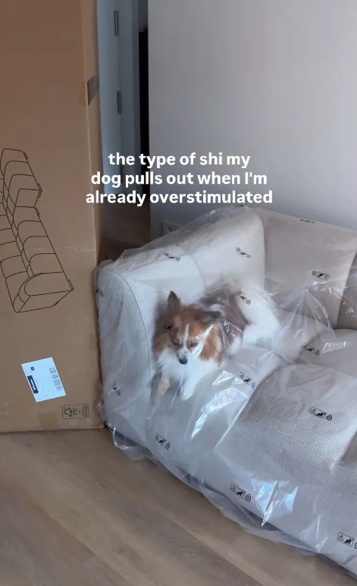Small dog sitting on couch covered in plastic showing playful dog trouble