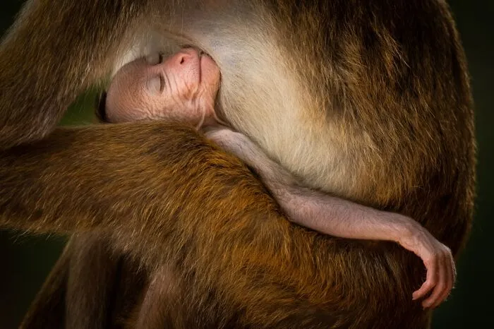 Wildlife close-up of baby monkey sleeping in mother's arms