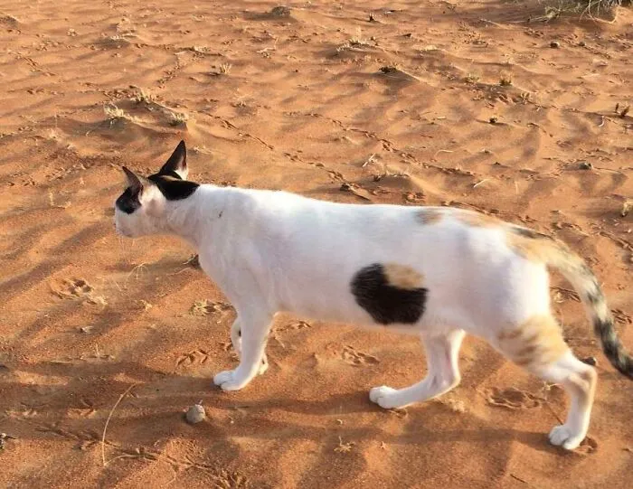 A white calico cat walking in the sand creating a perfectly confusing perspective.