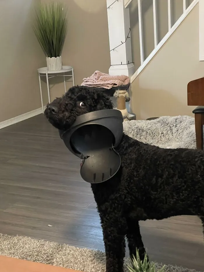Black curly dog with plastic collar stuck on neck indoors