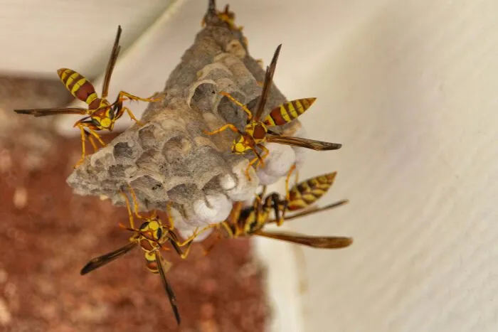 A close up of a wasp nest representing unethical life pro tips for dealing with pests