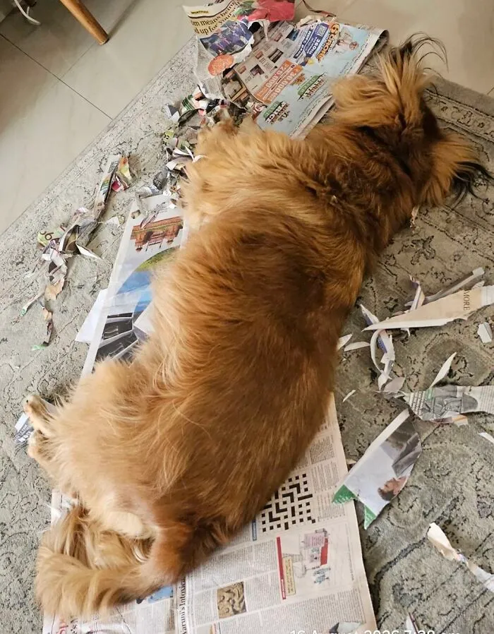 Brown dog lying on shredded newspaper mess on carpet