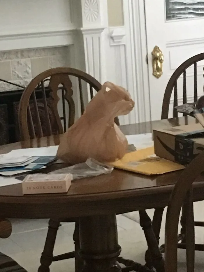 A plastic bag on a table shaped like a cat, making a perfectly confusing illusion.