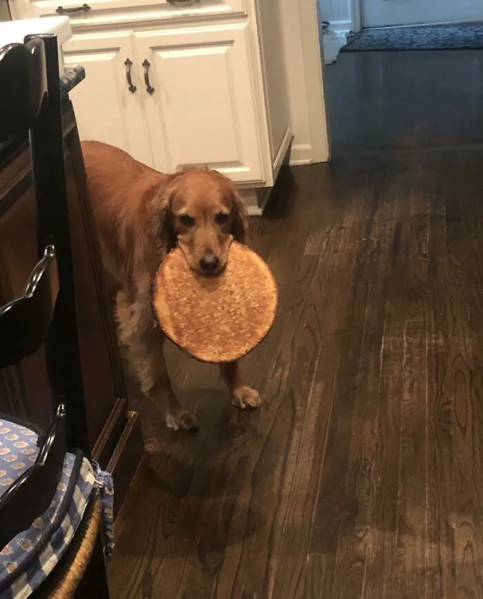 Golden retriever holding a large cookie in mouth standing on wooden floor