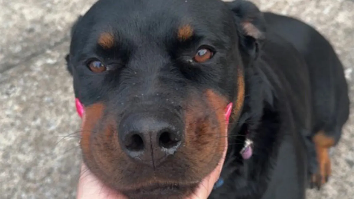 This Viral TikTok Post Turned Into A Heartwarming Comment Section Full Of Pet Stories (100 Pics)