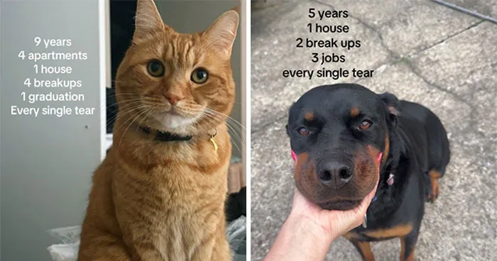 This Viral TikTok Post Turned Into A Heartwarming Comment Section Full Of Pet Stories (100 Pics)