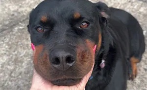This Viral TikTok Post Turned Into A Heartwarming Comment Section Full Of Pet Stories (100 Pics)