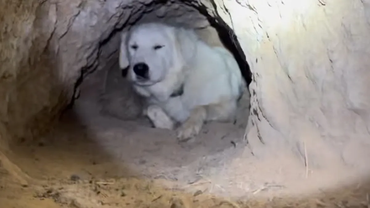 Dog Goes Viral After Owner Reveals The Enormous Underground Home She Dug All By Herself