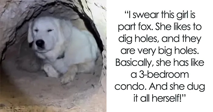 Viral Video Shows Farm Pup Living In An Underground Three-Bedroom Home She Dug All By Herself