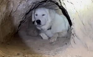 Farm Owner Discovers Her Dog Has Dug An Entire Underground Home, And The Internet Can’t Get Enough