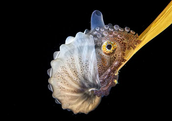Close-up of octopus with translucent fins and detailed eye wildlife photo