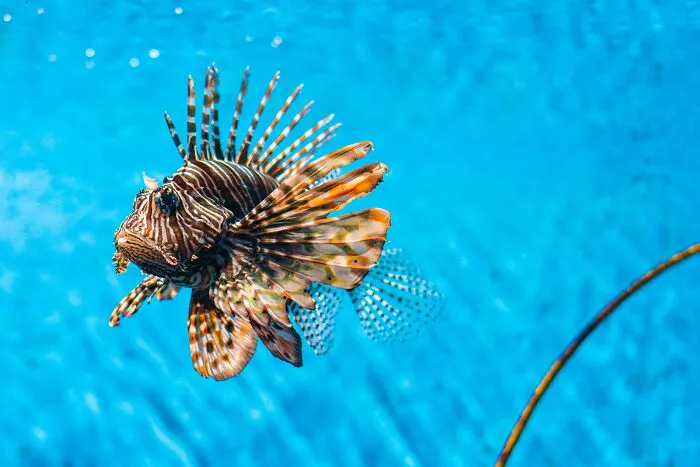 Close-up of lionfish swimming in blue water, an example of nature's dangers