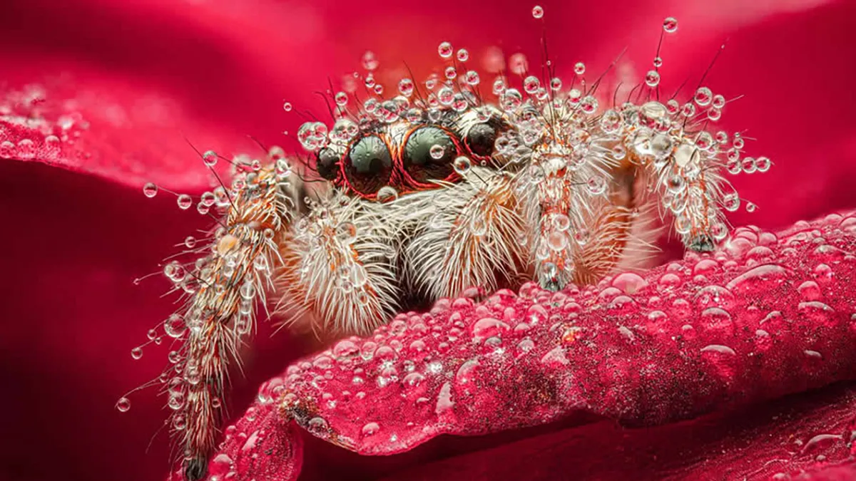 Dragonflies, Ladybugs And Flowers Covered In Dew: 23 Stunning Macro Photos Shared By 35AWARDS