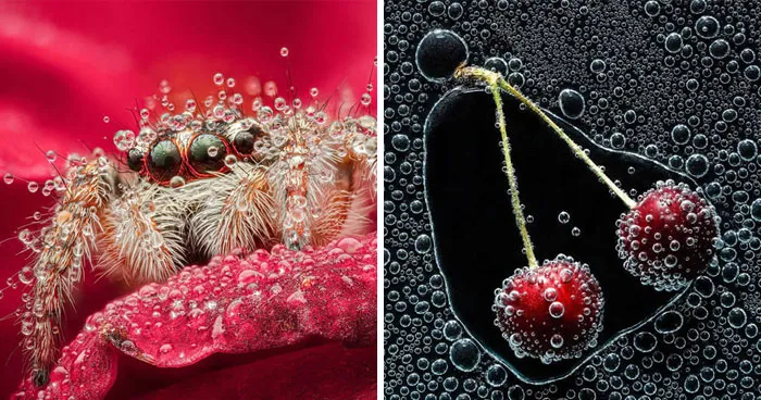 23 Stunning Macro Shots From 35AWARDS That Prove A Single Drop Of Water Can Hold A Whole World